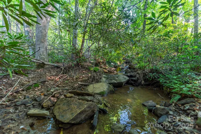 a view of a forest with a tree