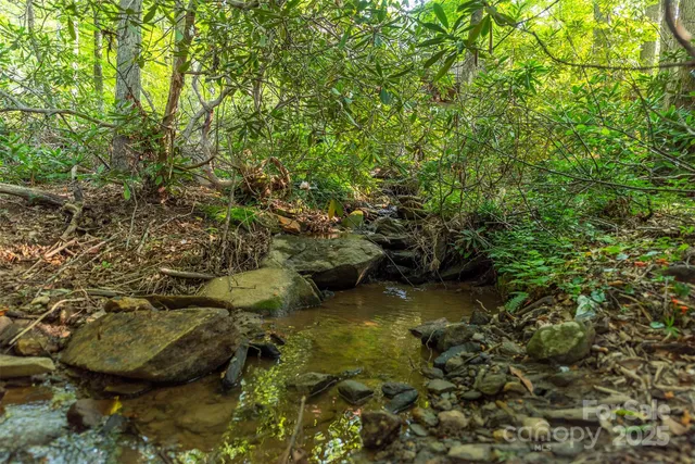 a view of a forest filled with trees