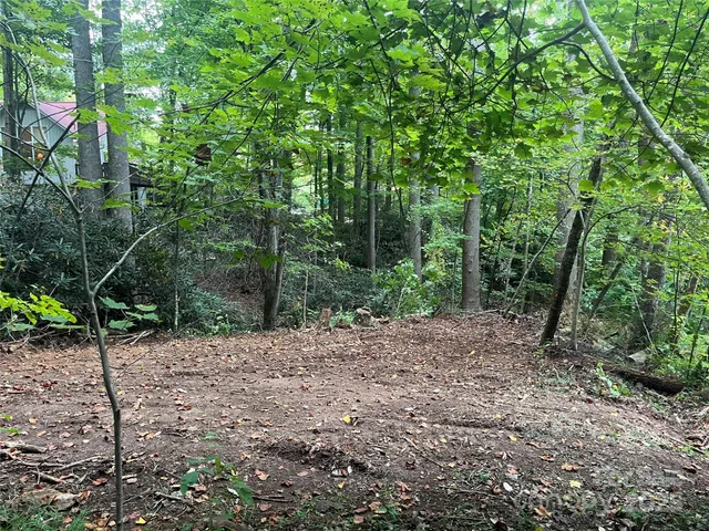 a view of a forest with trees