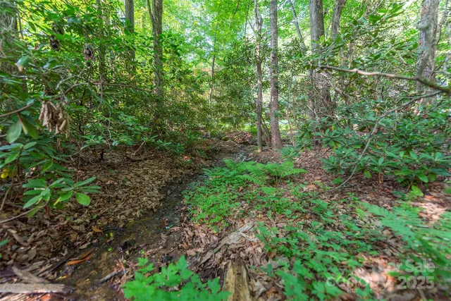 a view of a lush green forest