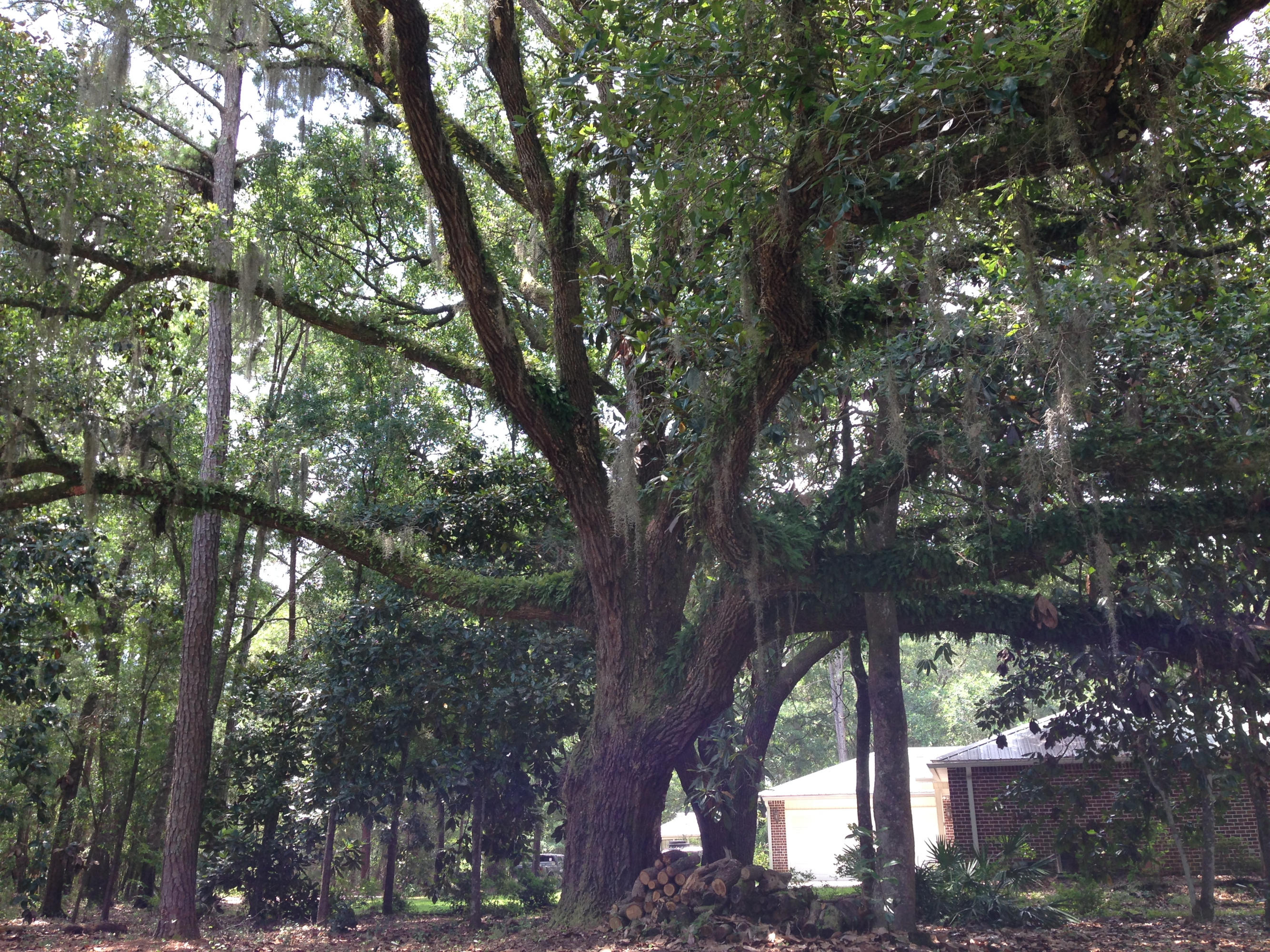 119 School Road Santa Rosa Beach, FL 32459 - Photo 20 of 22 Canopy