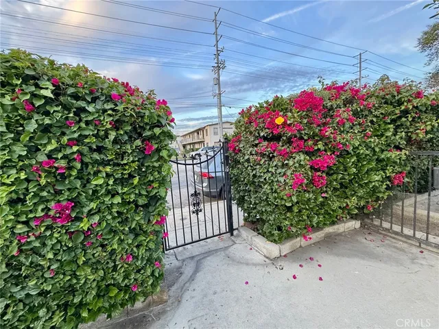 a flower plants in front of flowers