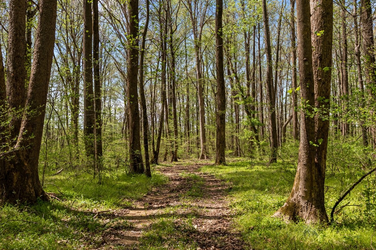 2715 Herrondale East Road Henry, TN 38231 - Photo 13 of 36 a backyard of a house with a yard and potted plants