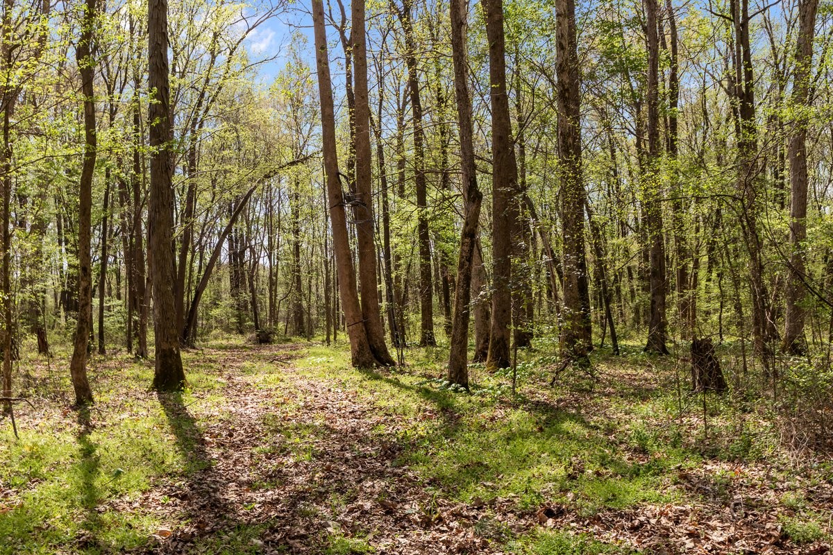 2715 Herrondale East Road Henry, TN 38231 - Photo 18 of 36 a view of outdoor space with trees