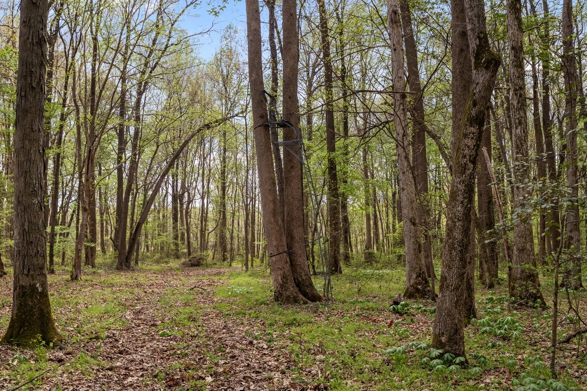 2715 Herrondale East Road Henry, TN 38231 - Photo 21 of 36 a backyard of a house