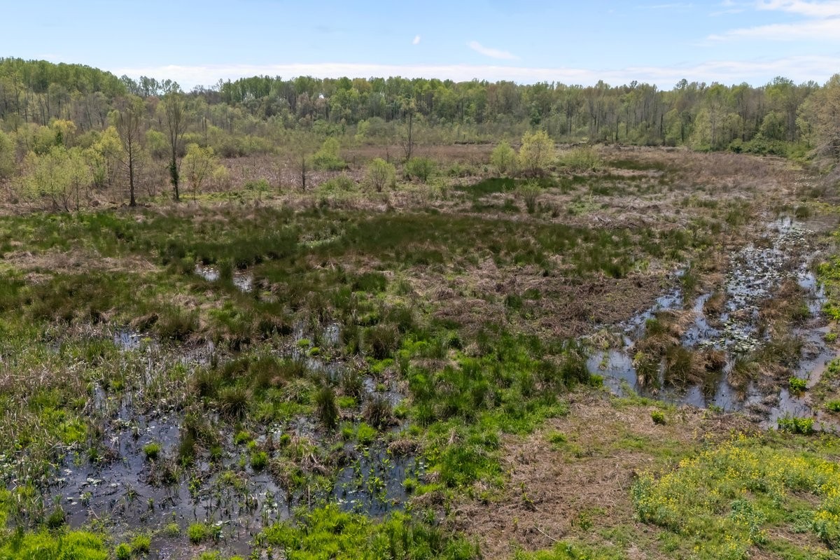 2715 Herrondale East Road Henry, TN 38231 - Photo 31 of 36 a view of a lush green forest with trees