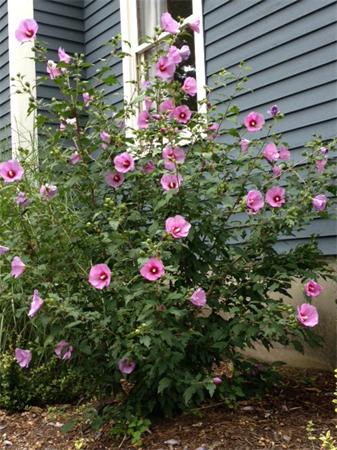10 Milldam Road Acton, MA 01720 - Photo 18 of 22 Gallery Image 18