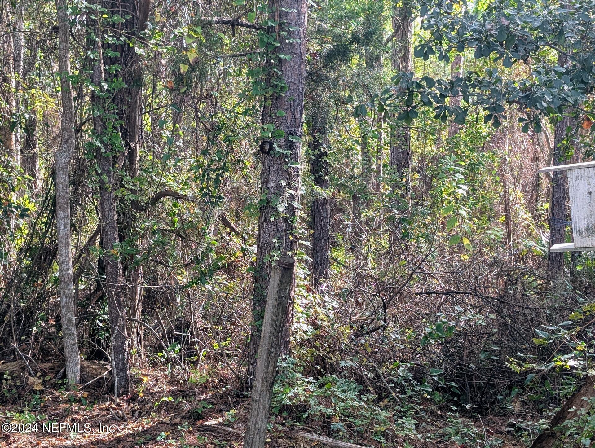 133 Mullis Avenue Interlachen, FL 32148 - Photo 8 of 45 Forest Scene With Squirrel