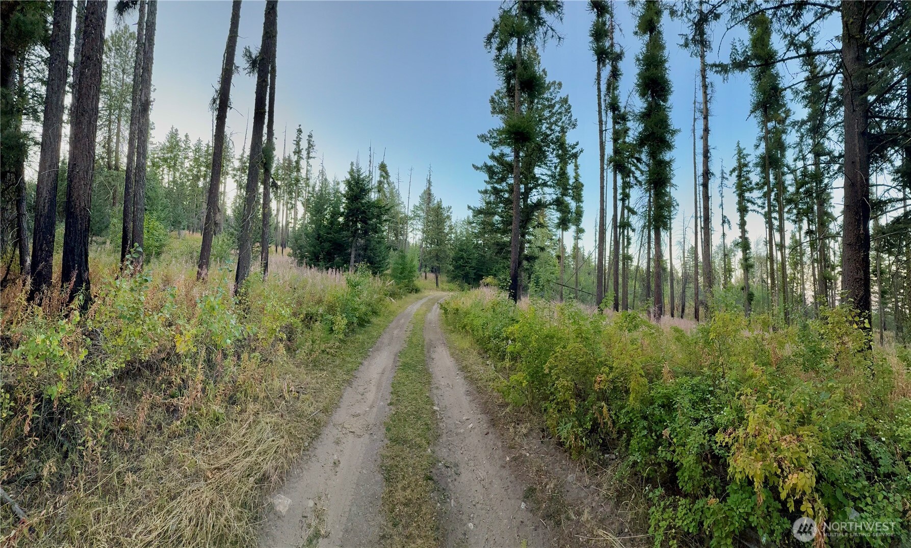 0 Buzzard Lake Road Okanogan, WA 98840 - Photo 14 of 22 a view of a yard with plants and large trees