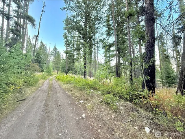 a view of a yard with plants and large trees