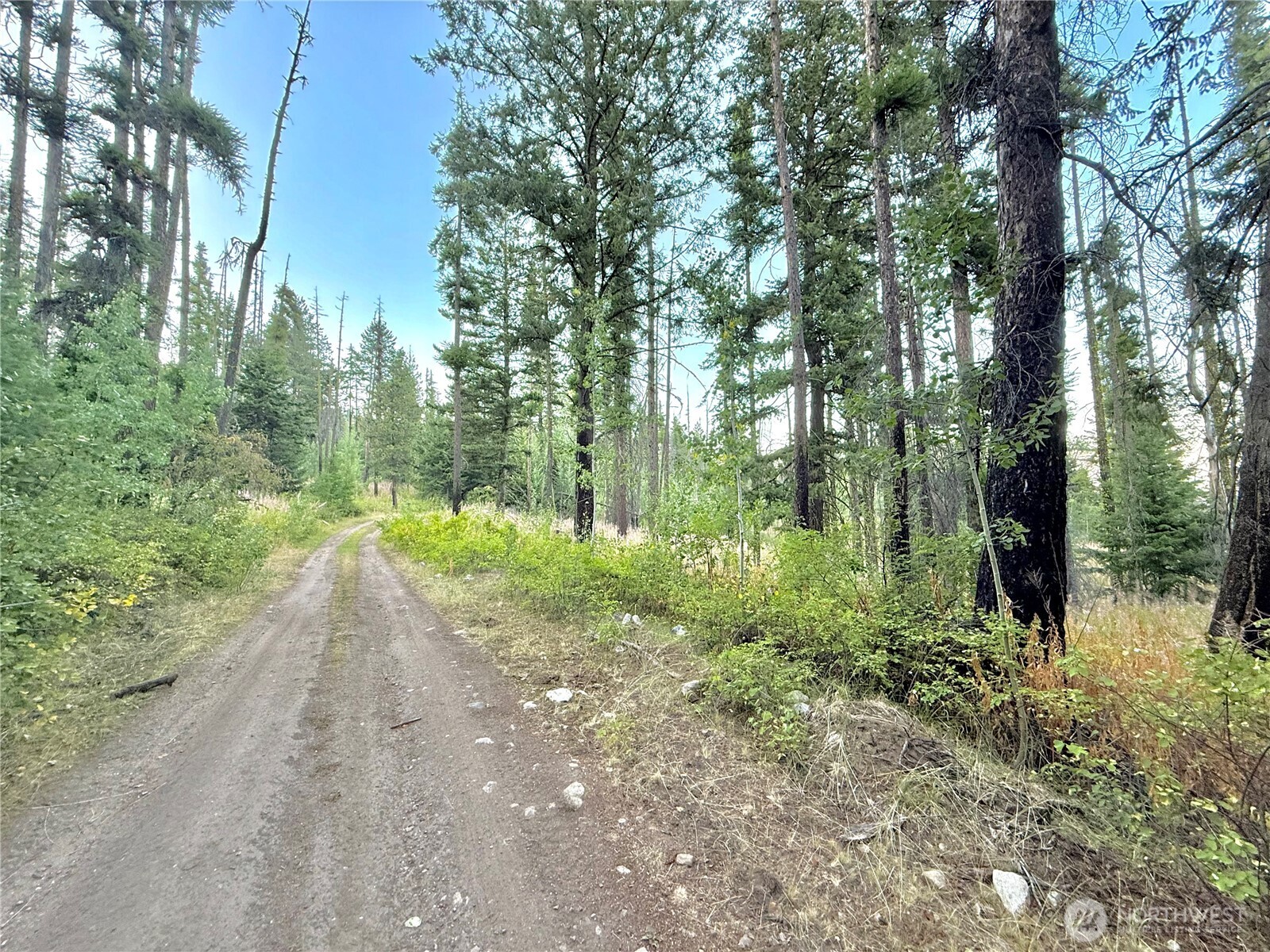 0 Buzzard Lake Road Okanogan, WA 98840 - Photo 16 of 22 a view of a yard with plants and large trees