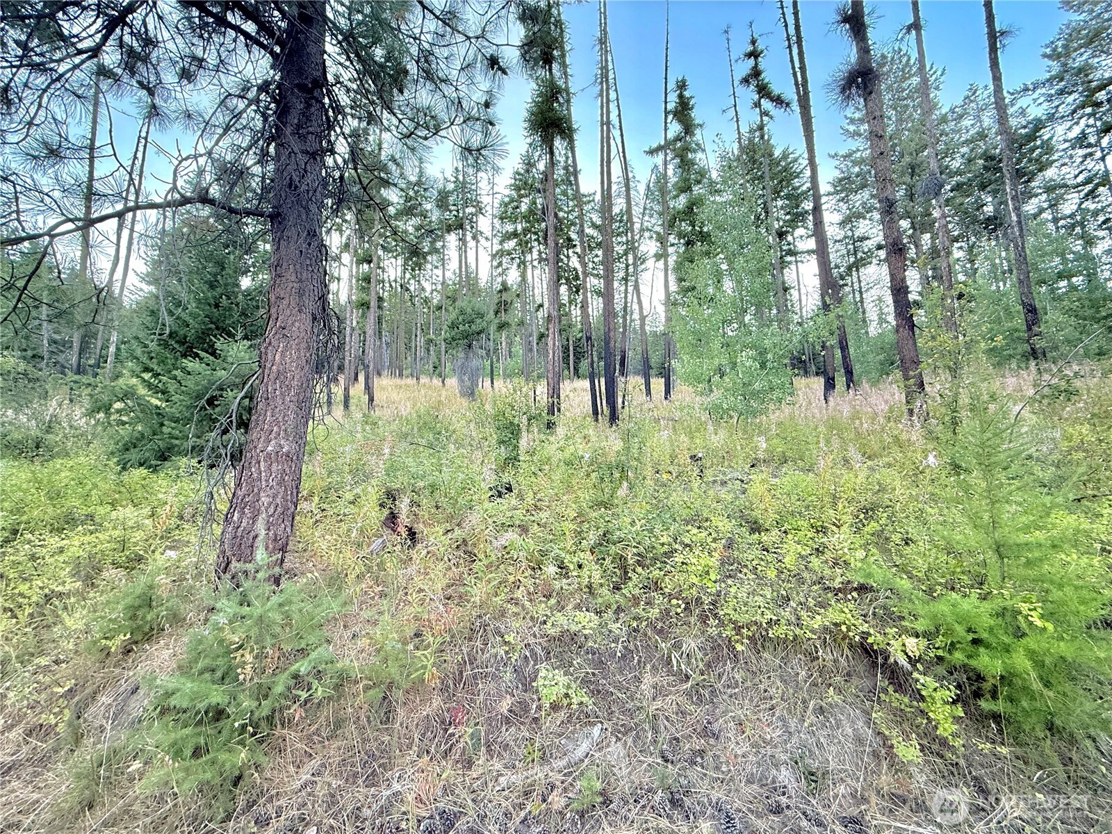 0 Buzzard Lake Road Okanogan, WA 98840 - Photo 20 of 22 a plant view in yard