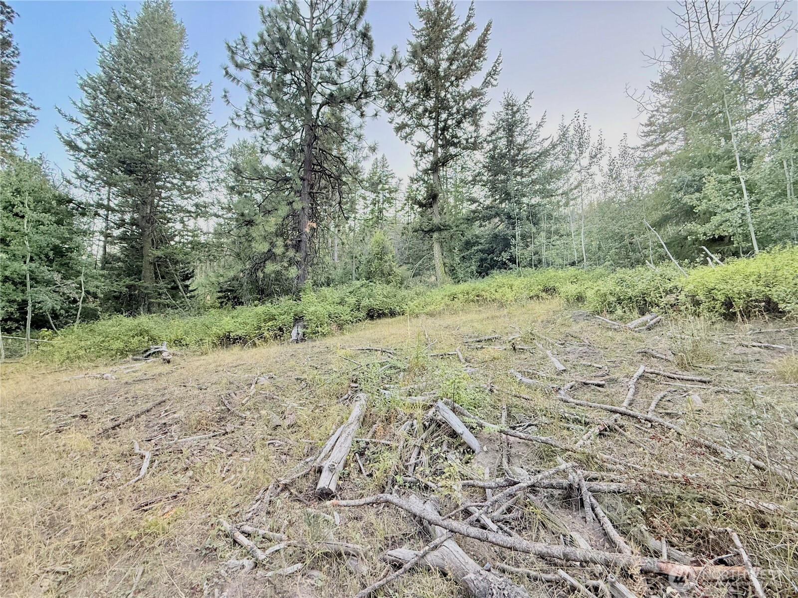 0 Buzzard Lake Road Okanogan, WA 98840 - Photo 4 of 22 a view of a dry yard with trees