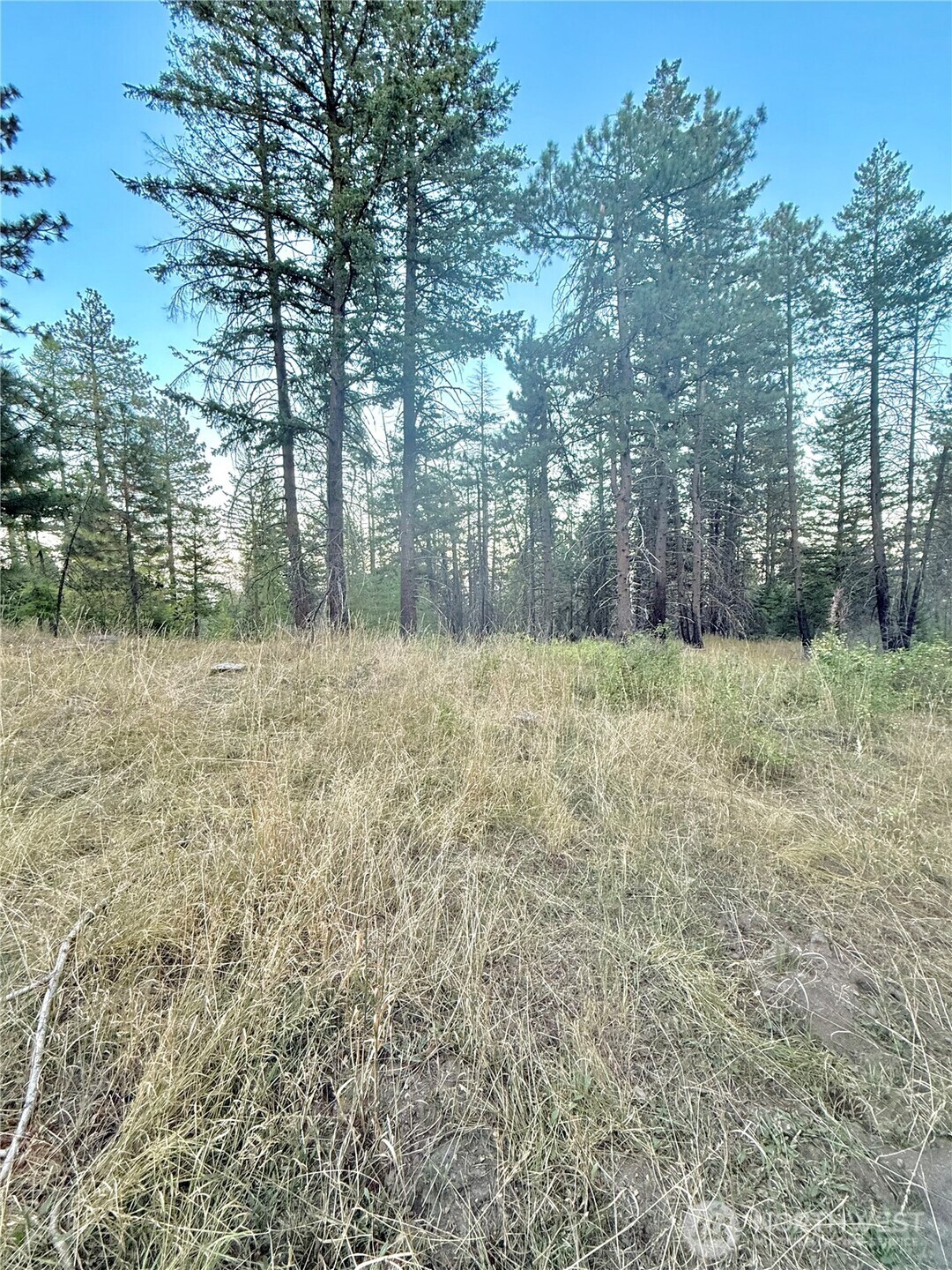 0 Buzzard Lake Road Okanogan, WA 98840 - Photo 5 of 22 a view of a field with trees in the background