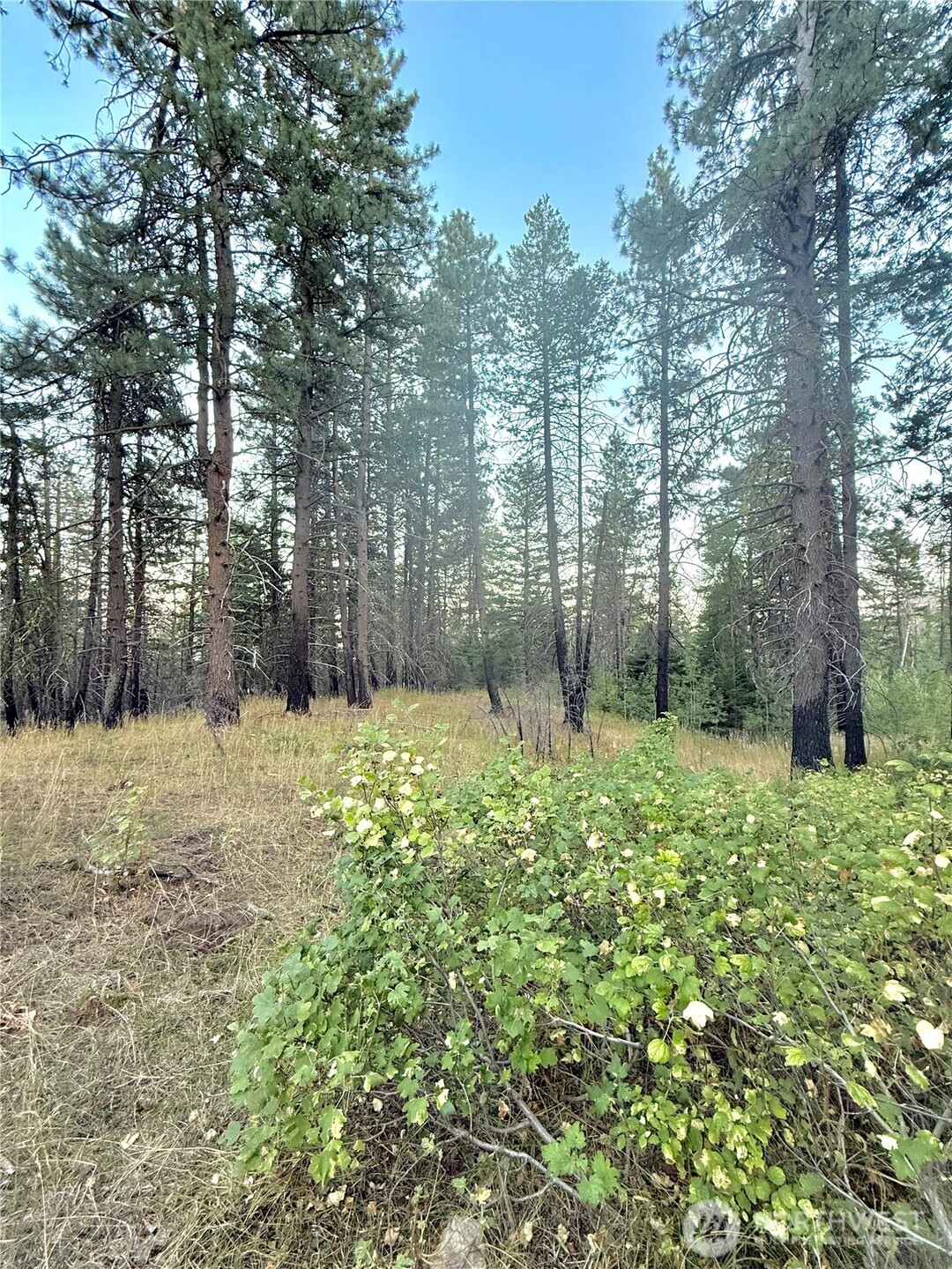 0 Buzzard Lake Road Okanogan, WA 98840 - Photo 7 of 22 a backyard of a house with lots of green space