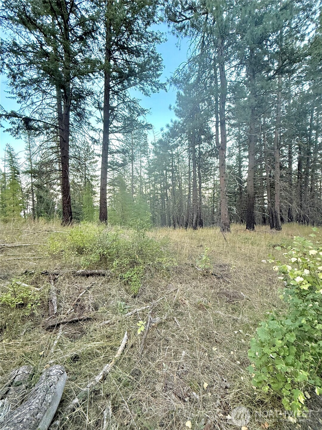 0 Buzzard Lake Road Okanogan, WA 98840 - Photo 8 of 22 a large tree covered with tall trees