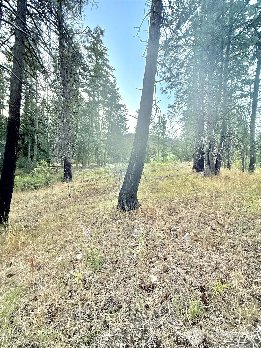 0 Buzzard Lake Road Okanogan, WA 98840 - Photo 9 of 22 a backyard of a house with lots of green space