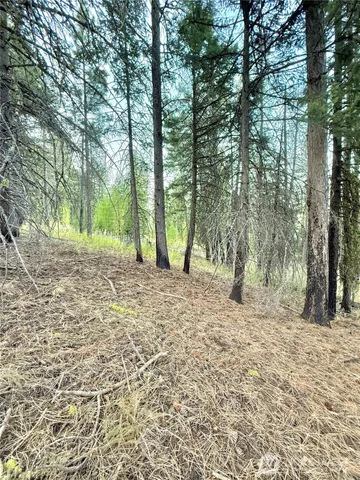 a view of a yard with trees