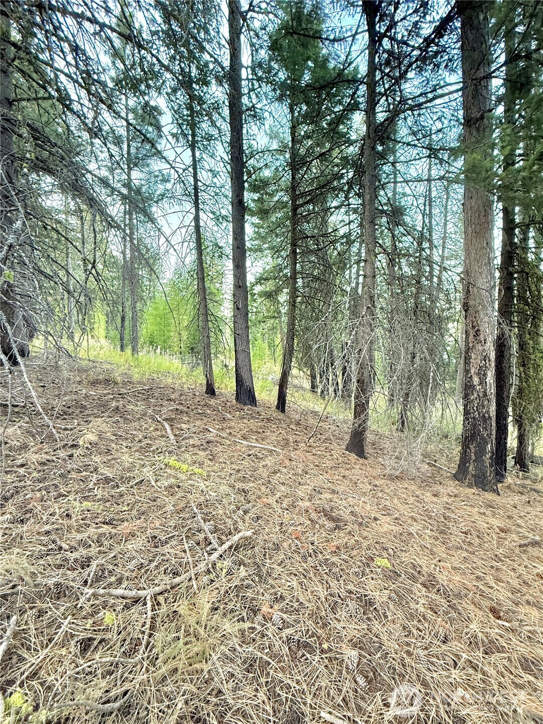 0 Buzzard Lake Road Okanogan, WA 98840 - Photo 10 of 22 a view of a yard with trees