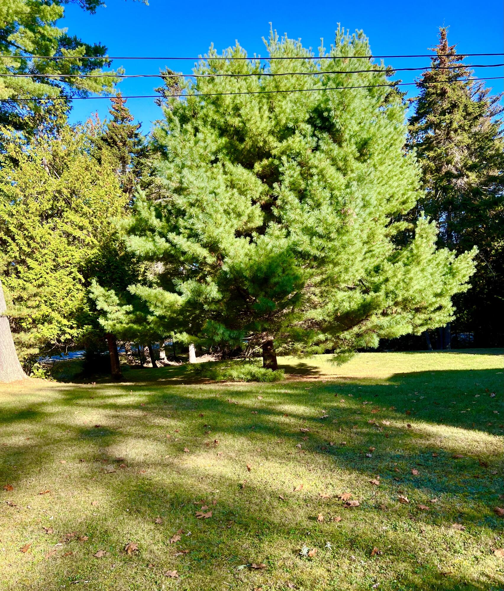 17 Freeman Ridge Road Southwest Harbor, ME 04679 - Photo 49 of 58 Land