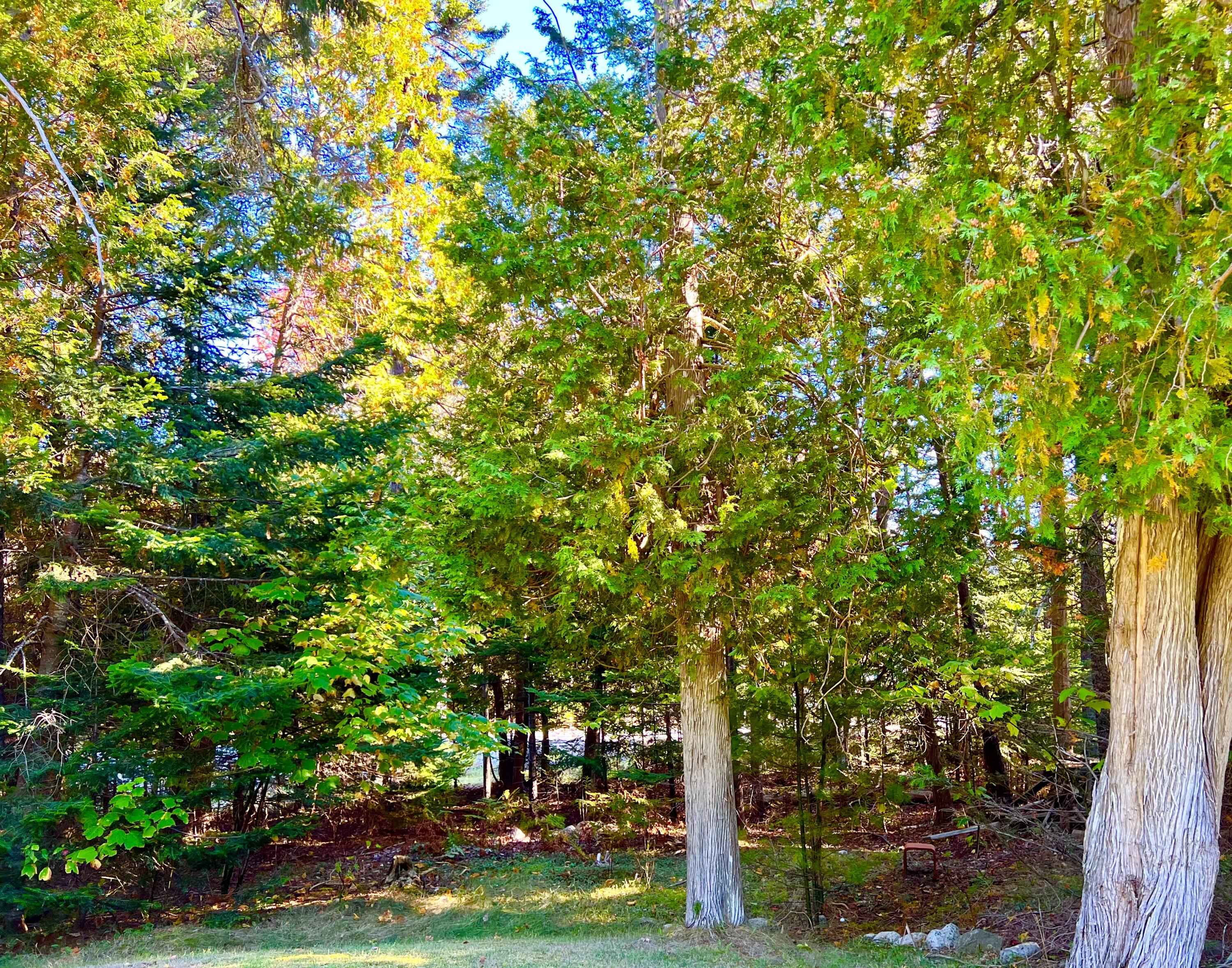 17 Freeman Ridge Road Southwest Harbor, ME 04679 - Photo 50 of 58 Land