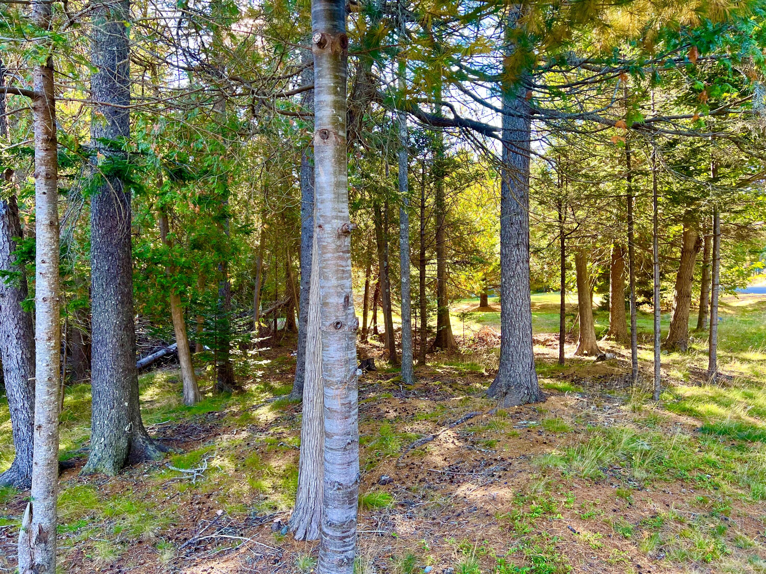 17 Freeman Ridge Road Southwest Harbor, ME 04679 - Photo 54 of 58 Woods