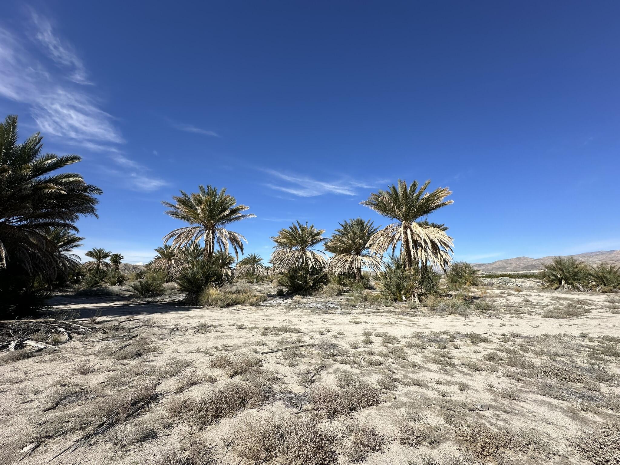 39200 Dillon Road Indio, CA 92203 - Photo 11 of 22 a view of a yard with a tree