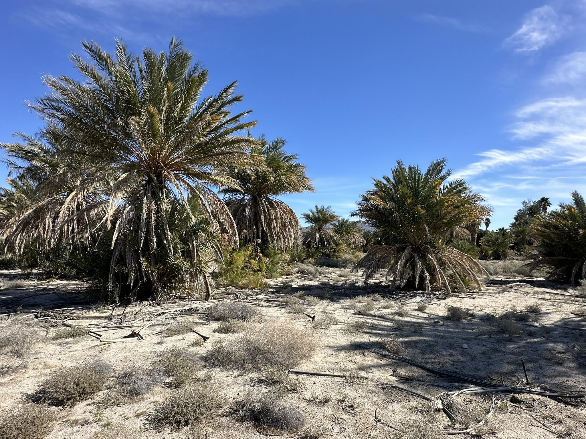 39200 Dillon Road Indio, CA 92203 - Photo 14 of 22 a view of road and trees