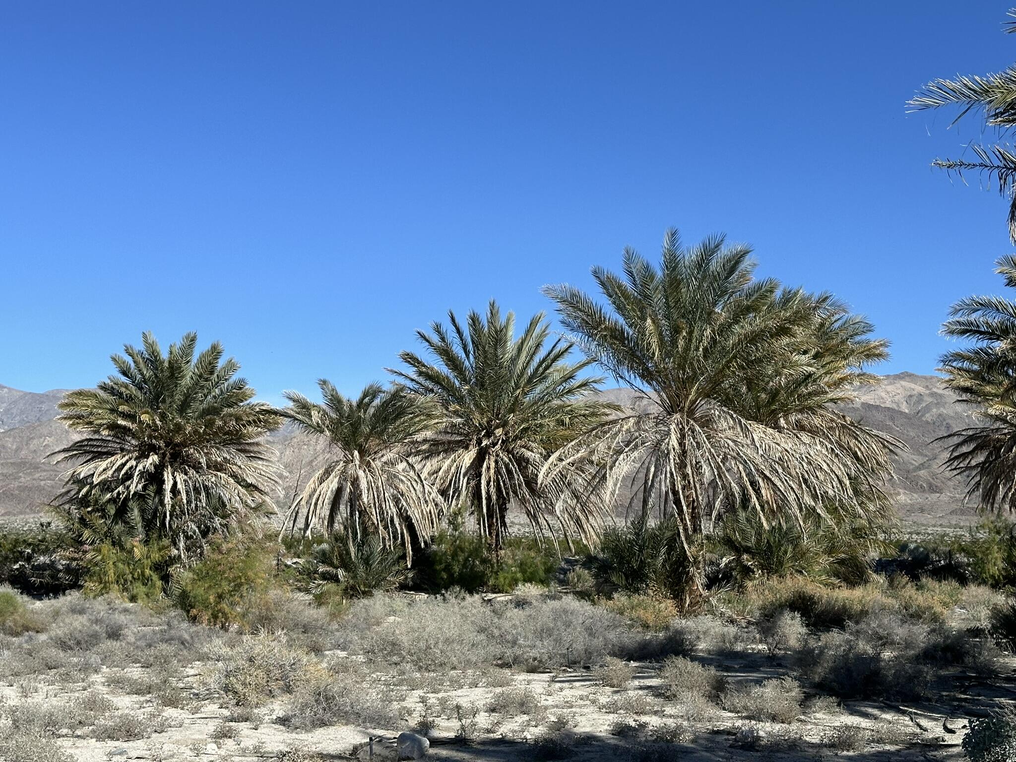 39200 Dillon Road Indio, CA 92203 - Photo 15 of 22 a view of outdoor space with trees