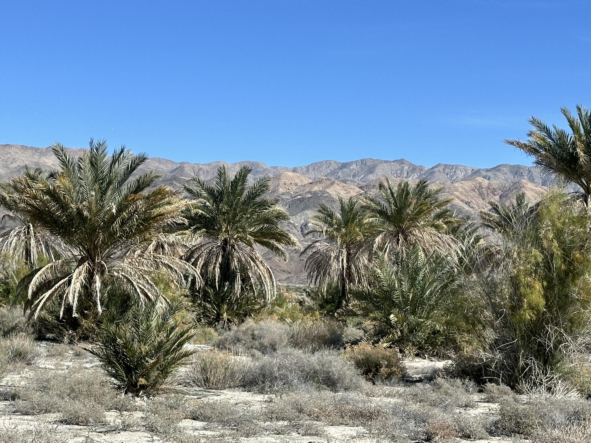 39200 Dillon Road Indio, CA 92203 - Photo 16 of 22 a view of a palm tree with outside view