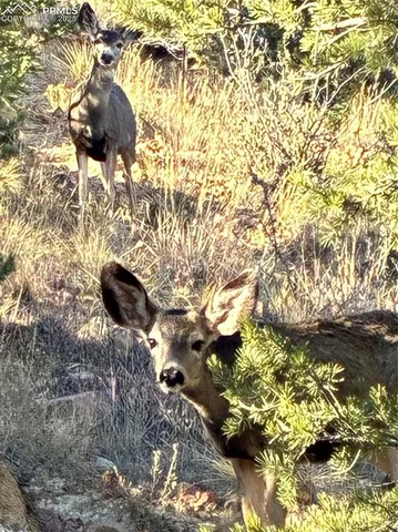 a picture of flowers in a garden