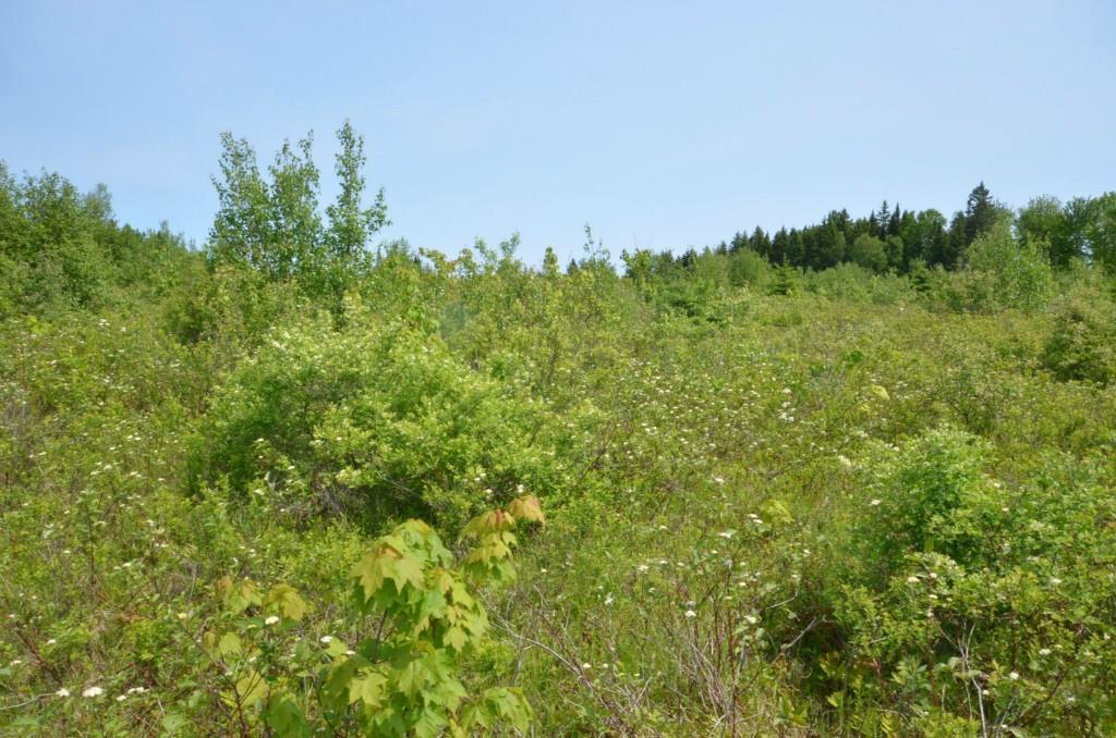 0 Casey Road Benedicta, ME 04733 - Photo 6 of 12 Maine Land for Sale in Herseytown...