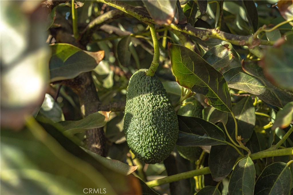 0 Gopher Canyon Road Vista, CA 92084 - Photo 7 of 33 a close up of a plant in a garden