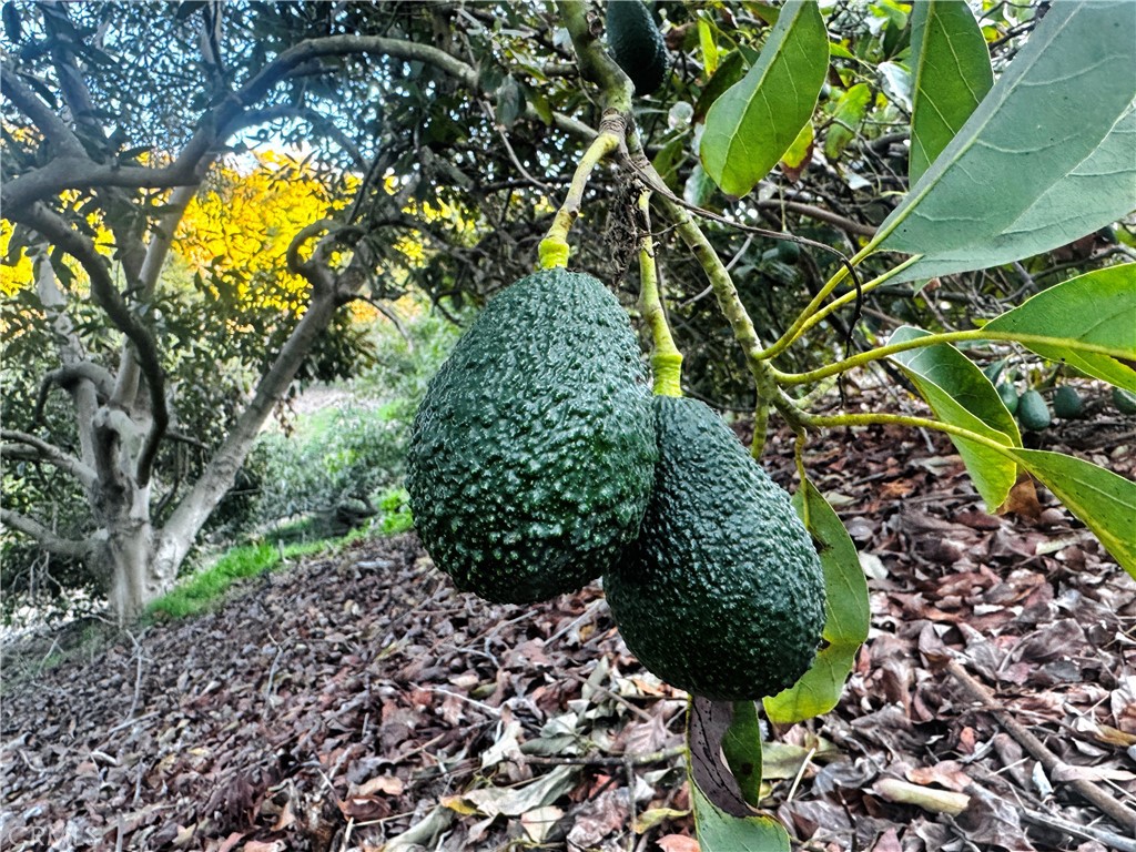 0 Gopher Canyon Road Vista, CA 92084 - Photo 9 of 33