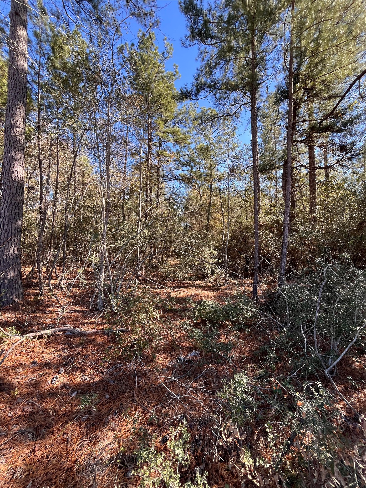 86 Coyote Run Willis, TX 77378 - Photo 21 of 23 a view of a yard with a tree