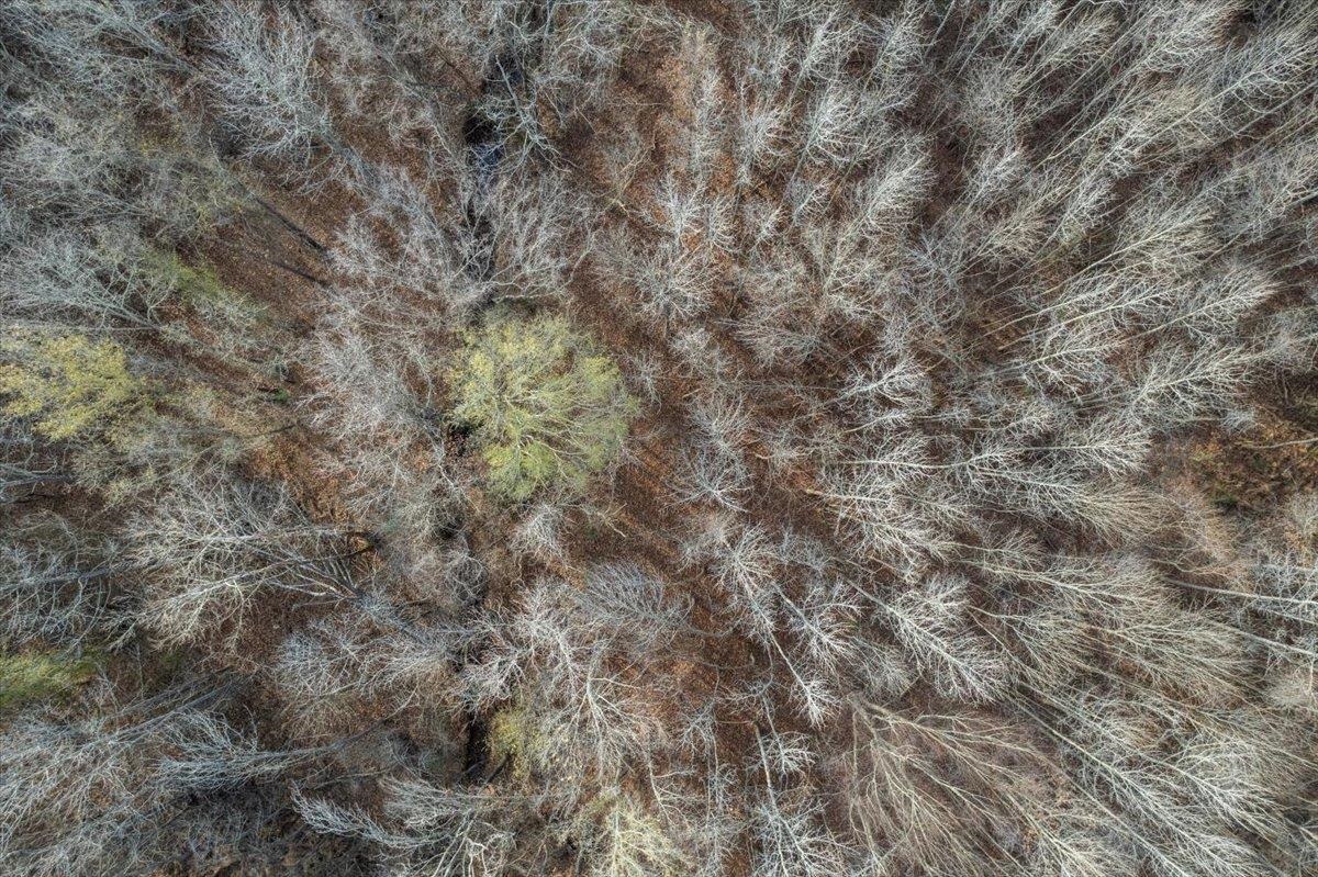 0 Coney Road Rossville, TN 38066 - Photo 9 of 11 Aerial view of property's location