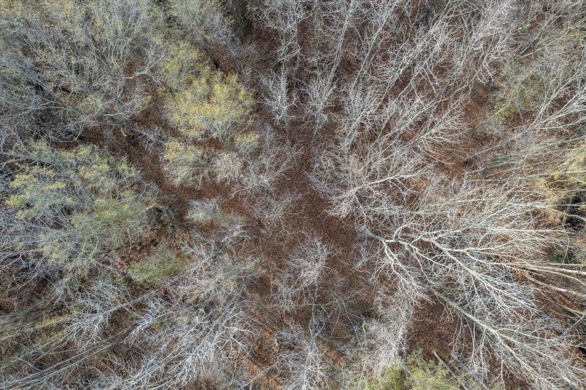 0 Coney Road Rossville, TN 38066 - Photo 10 of 11 View of local wilderness