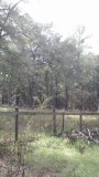 1135 Nash Road Lamont, FL 32336 - Photo 8 of 14 Gallery Image 8
