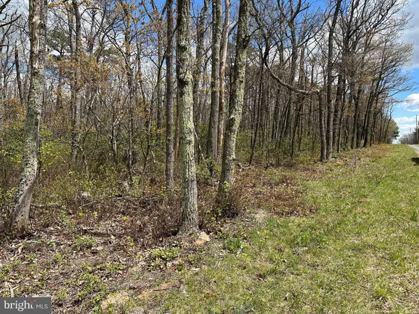 a view of a yard with large trees