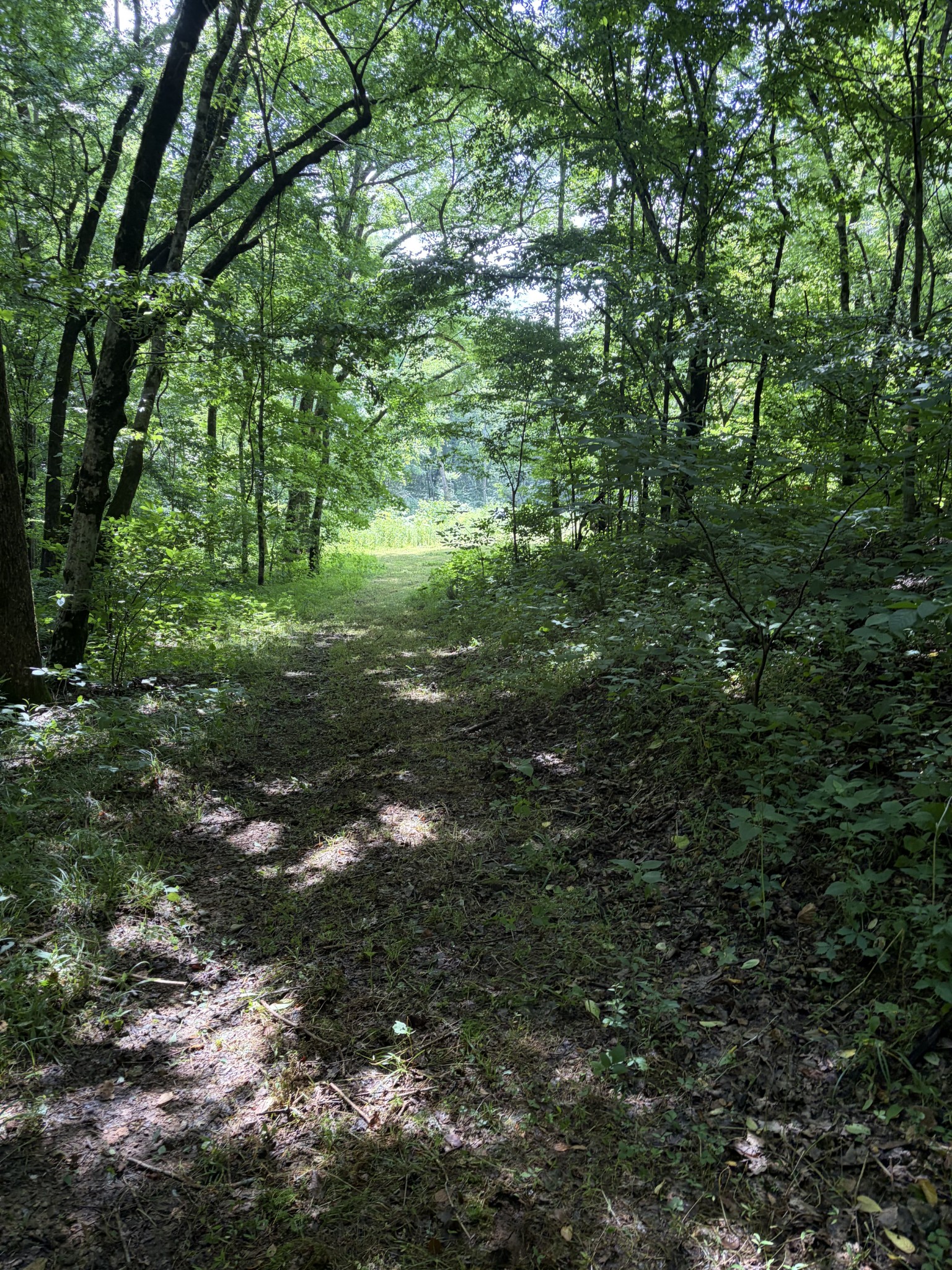 0 Kelso-Smithland Road Kelso, TN 37348 - Photo 23 of 45 a view of a forest