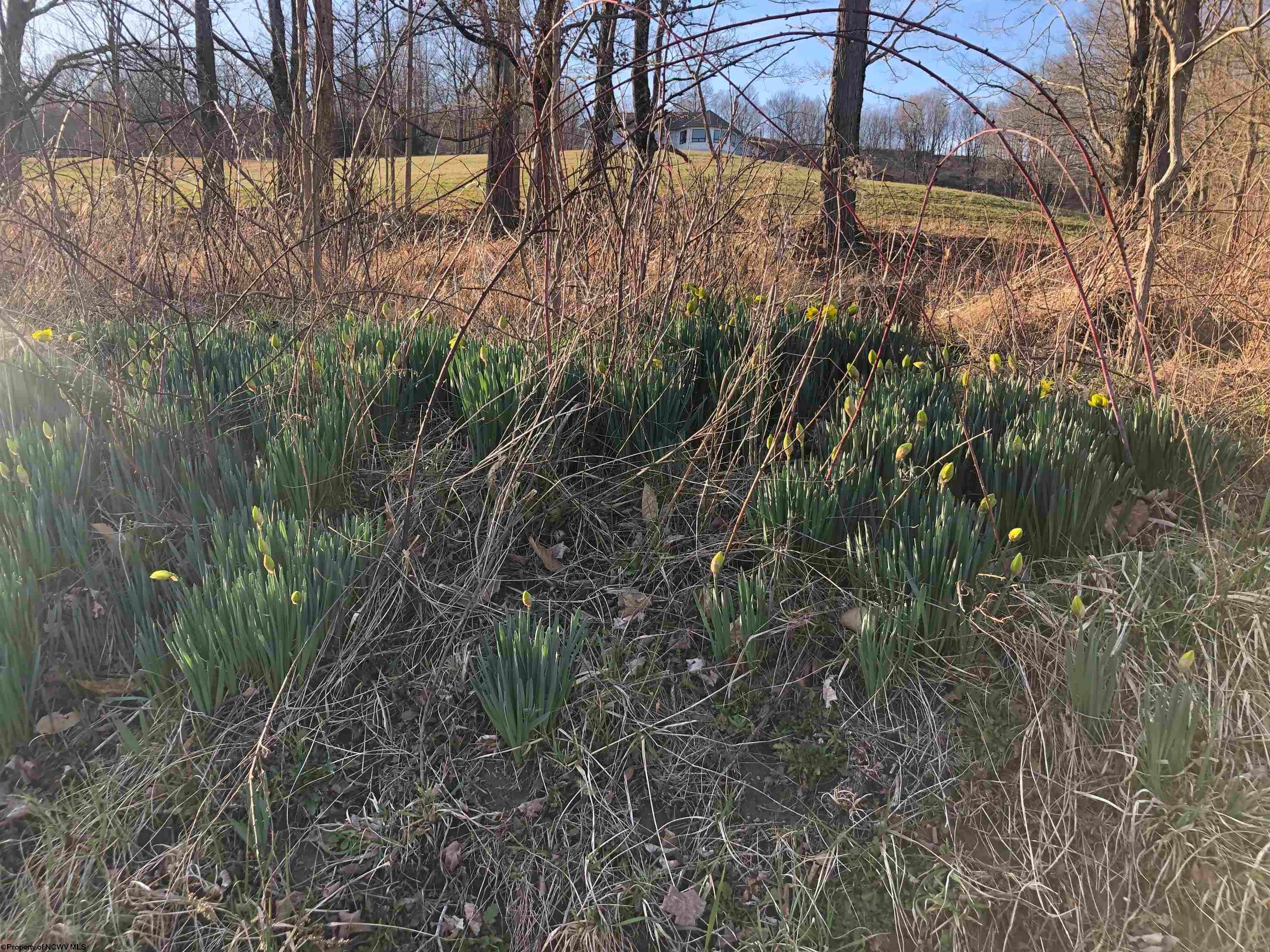 121 McClellan Road Philippi, WV 26416 - Photo 5 of 14 Gallery Image 5