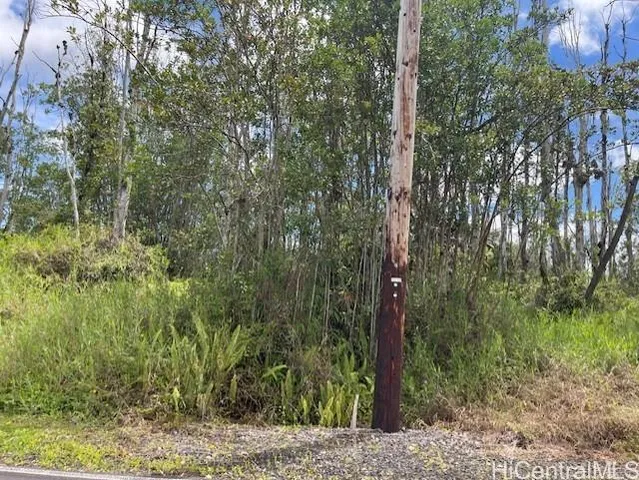 a view of a forest with large trees