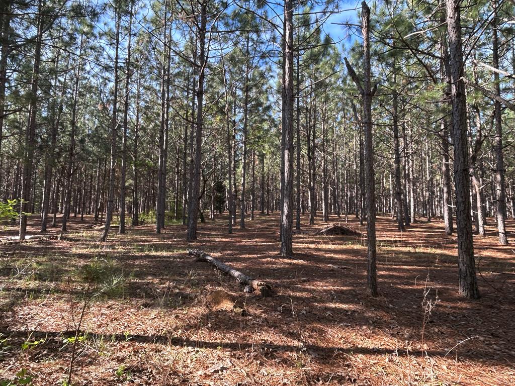Lot 6-3 -ac Cty Road Newville, AL 36353 - Photo 16 of 24