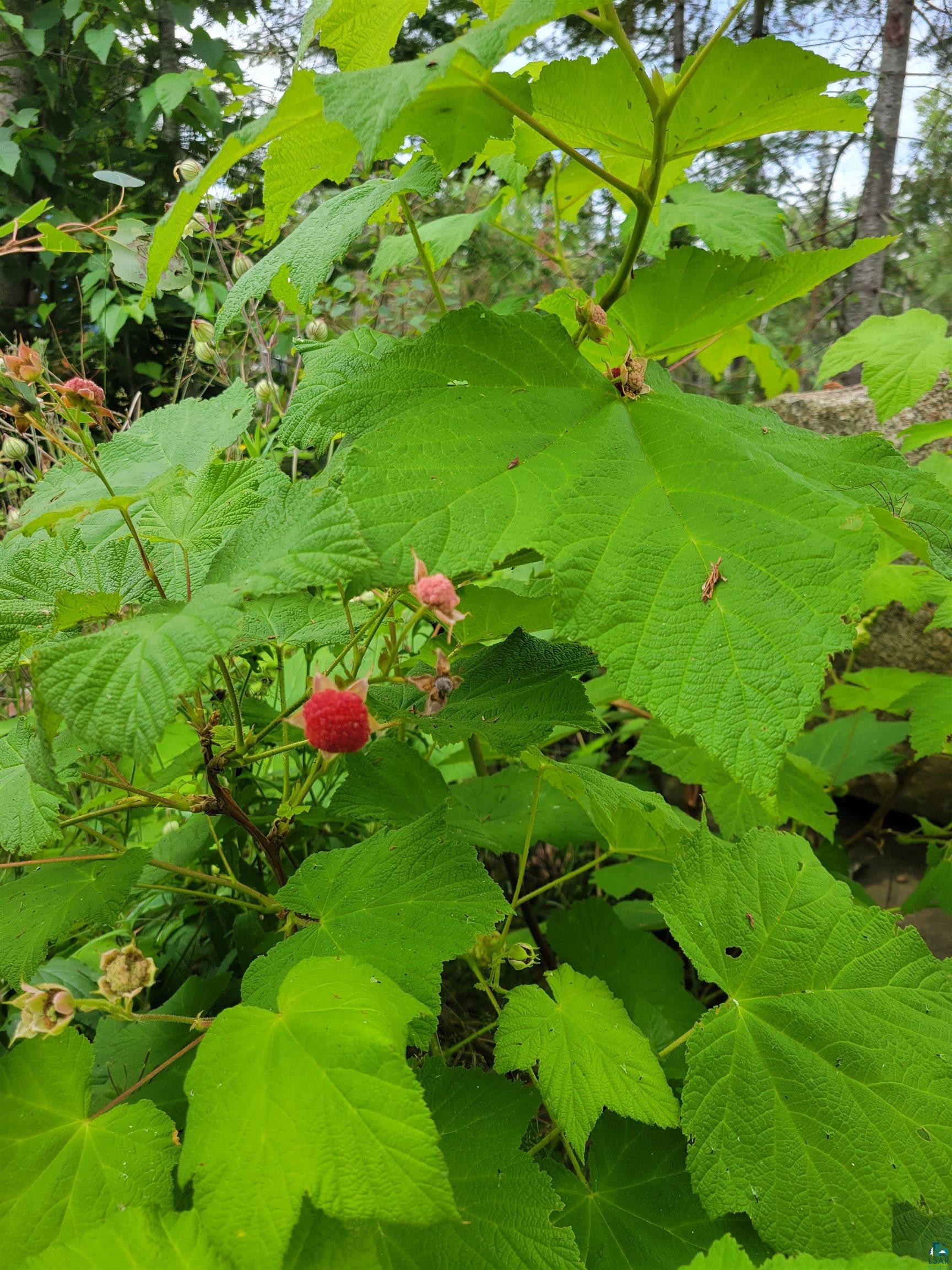 1408 Devil Track Road Grand Marais, MN 55604 - Photo 11 of 50 Gallery Image 11