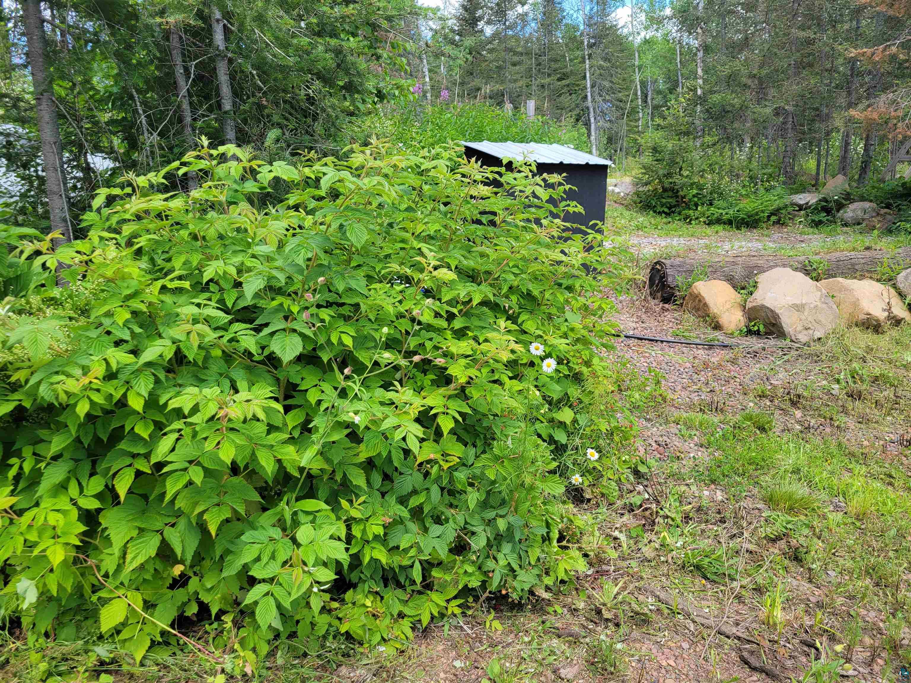 1408 Devil Track Road Grand Marais, MN 55604 - Photo 14 of 50 View of yard