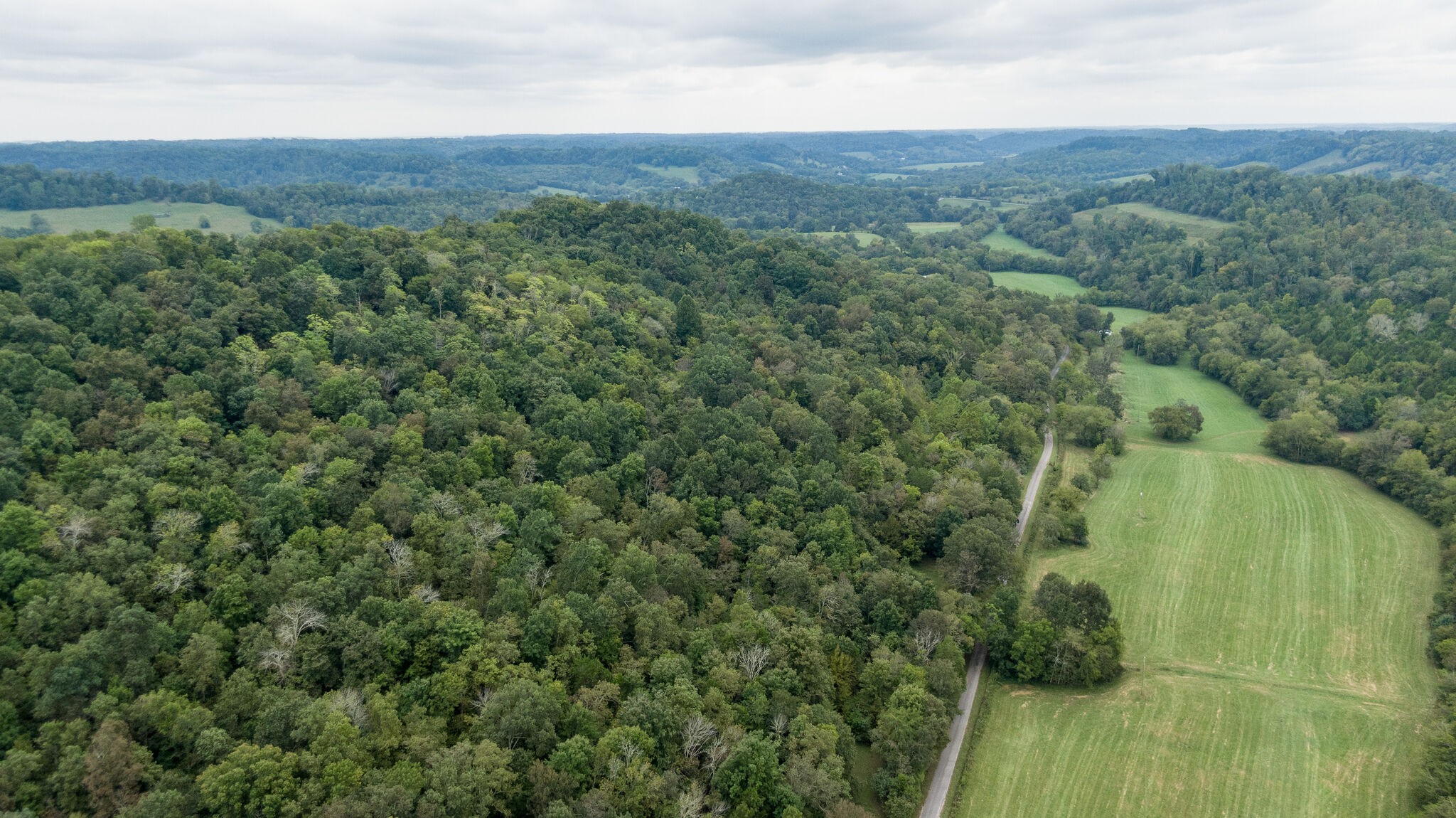 a view of a lush green forest with a mountain