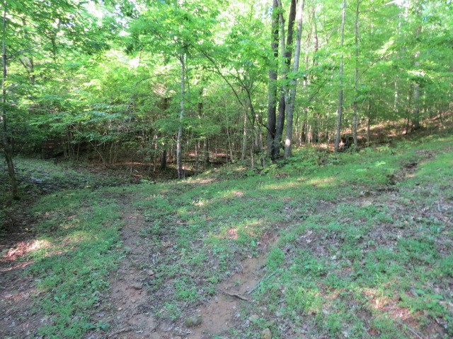 0 Young Hollow Road Pulaski, TN 38478 - Photo 11 of 46 a view of a forest with trees in the background