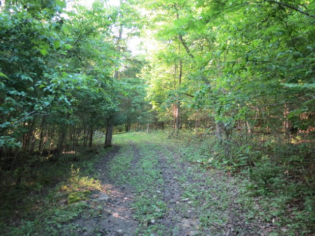 0 Young Hollow Road Pulaski, TN 38478 - Photo 12 of 46 a view of a forest with trees in the background