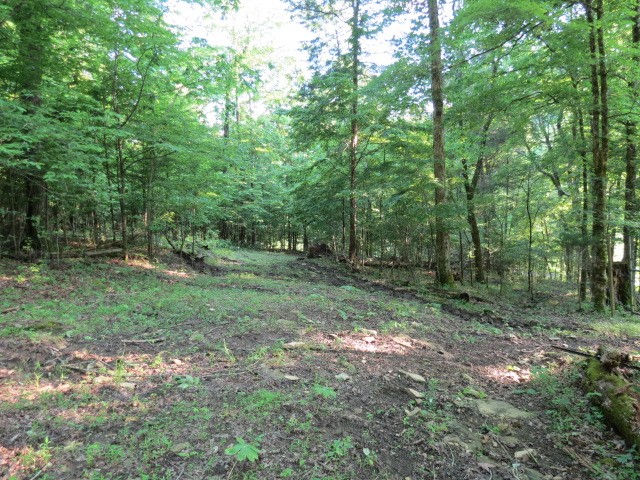0 Young Hollow Road Pulaski, TN 38478 - Photo 13 of 46 a view of a forest with trees in the background
