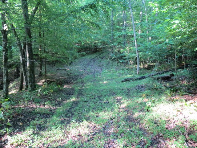0 Young Hollow Road Pulaski, TN 38478 - Photo 15 of 46 a view of a lush green forest